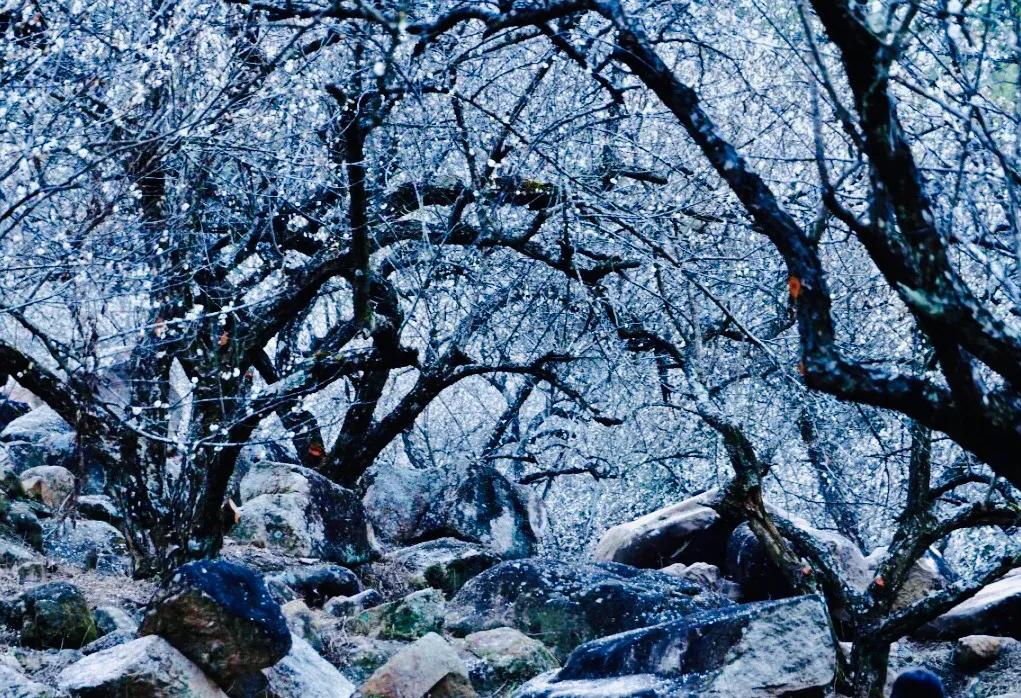 梁化梅园风景区,梁化梅园图片