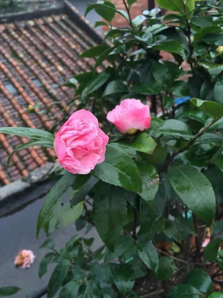 如何花最少的钱改造出租屋,怎样花最少的钱布置出租房