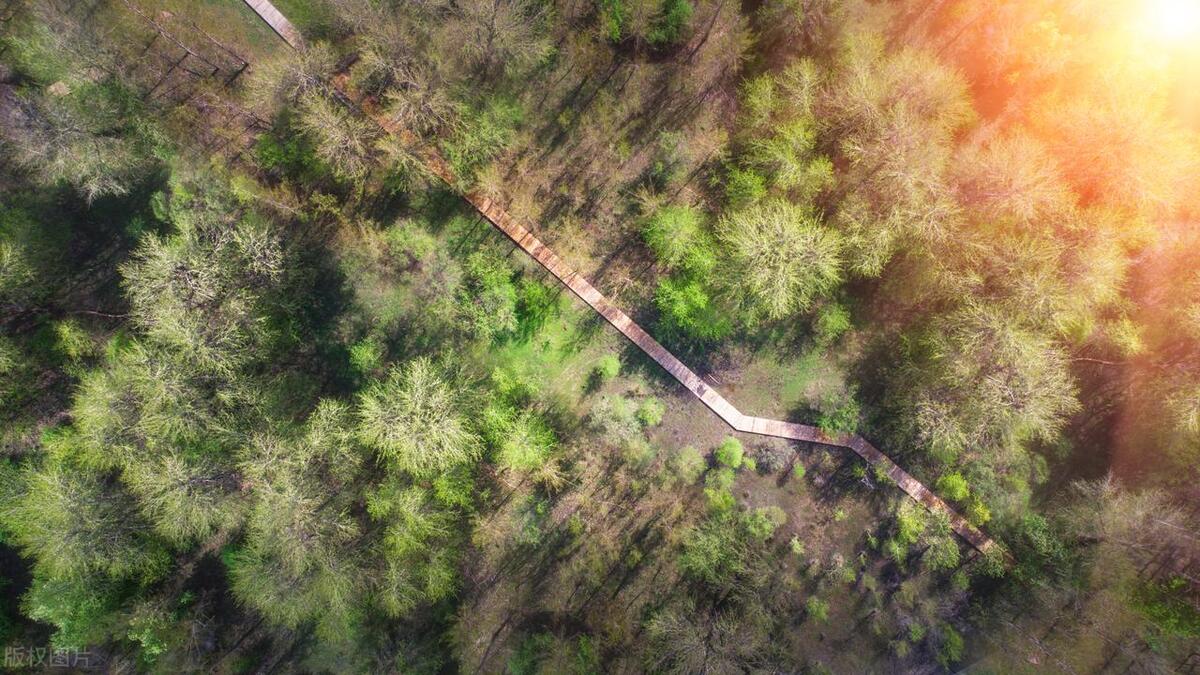 国家储备林建设管理方案解读,发改委储备林建设相关政策