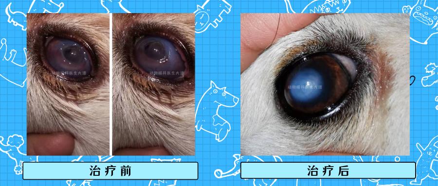 真菌性的眼角膜溃疡怎么治,在什么情况下得眼角膜溃疡