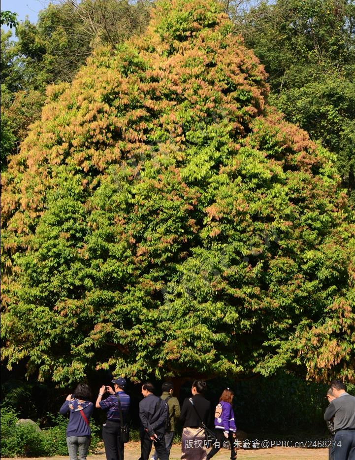 铁刀木和松木哪个好,铁力木和铁刀木哪个更好