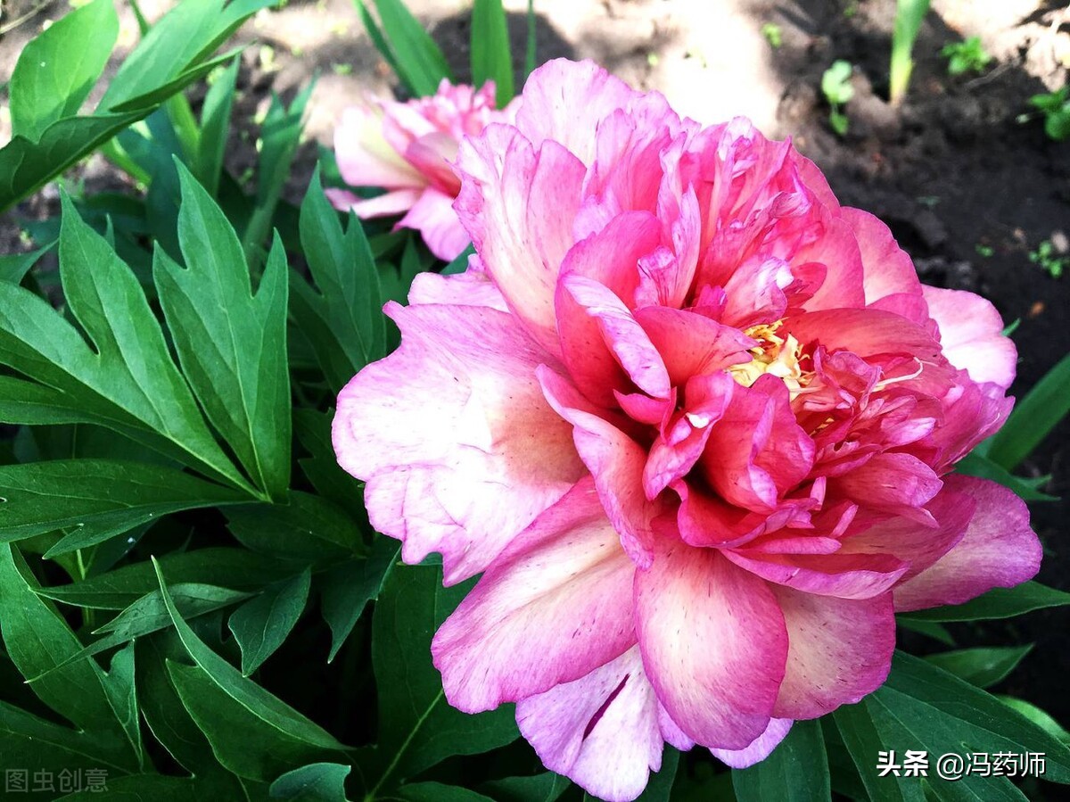 中药牡丹皮的功效和主治是什么,中药牡丹皮有祛斑的功效吗