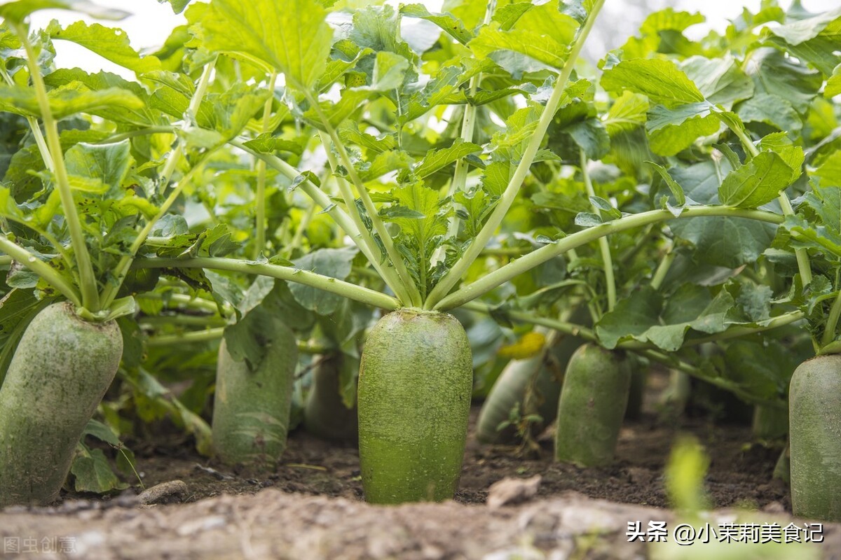 腌萝卜干不变黑方法,萝卜干腌制好了吃了发苦怎么拯救
