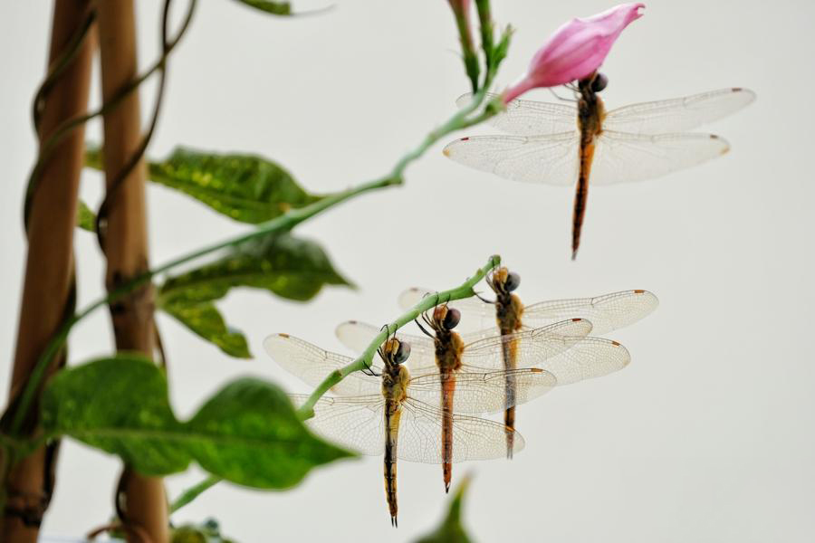 蜻蜓为什么只在夏天出现呢,很多蜻蜓聚集在一处是什么原因
