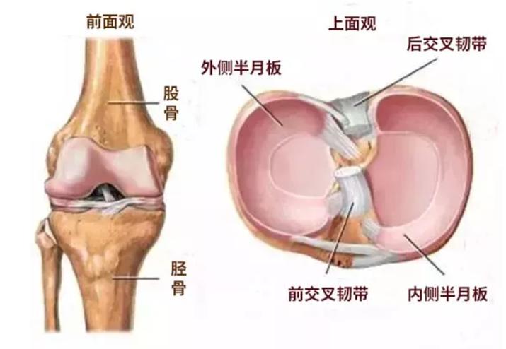 怎么预防半月板损伤,半月板损伤怎么预防最有效