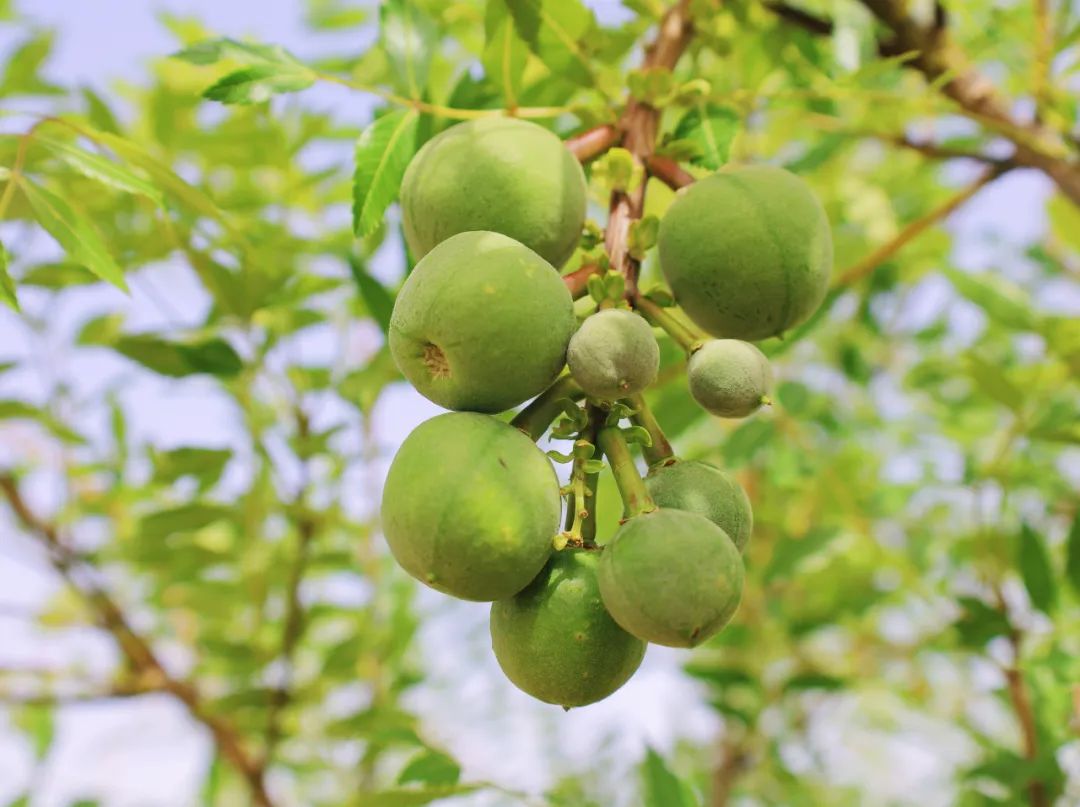 高台县文冠果,文冠果产业项目