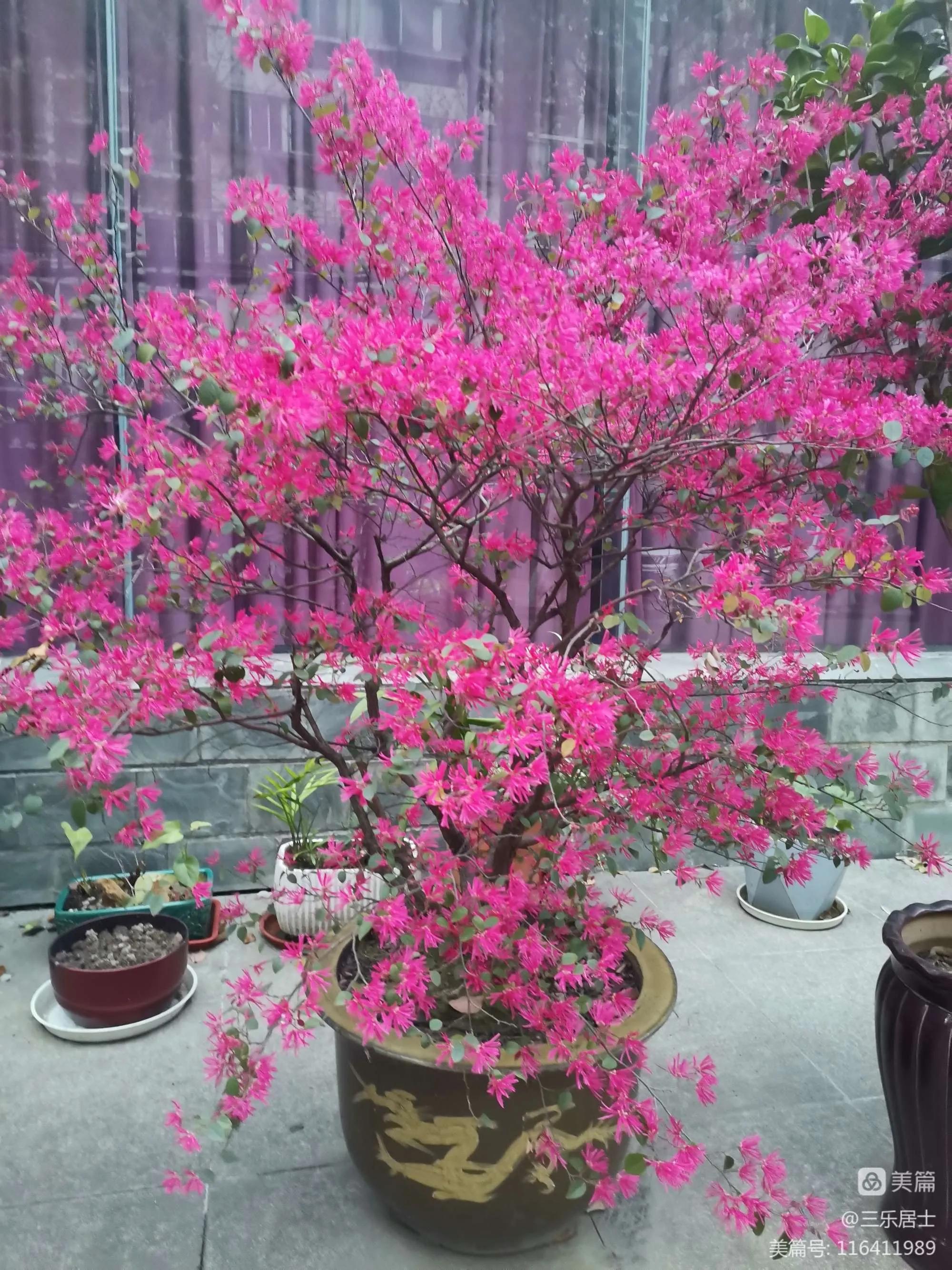 红花檵木的历史故事,白花檵木