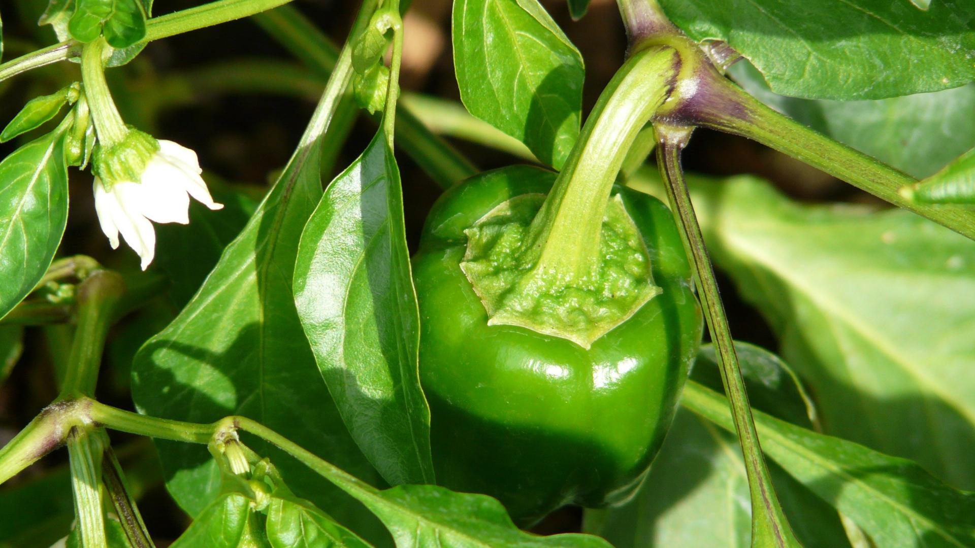 辣椒打顶的最佳时间,辣椒打顶什么时间最好