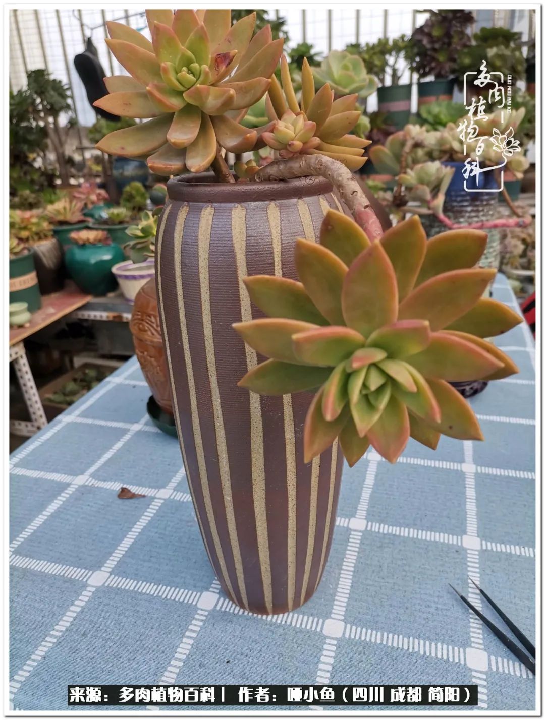 看世间繁华品一生,看世间繁华品人生美味