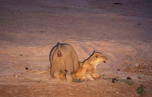 草原暴君？撵狮群，踹河马，压断犀牛肋骨，连路过的狗都要挨巴掌