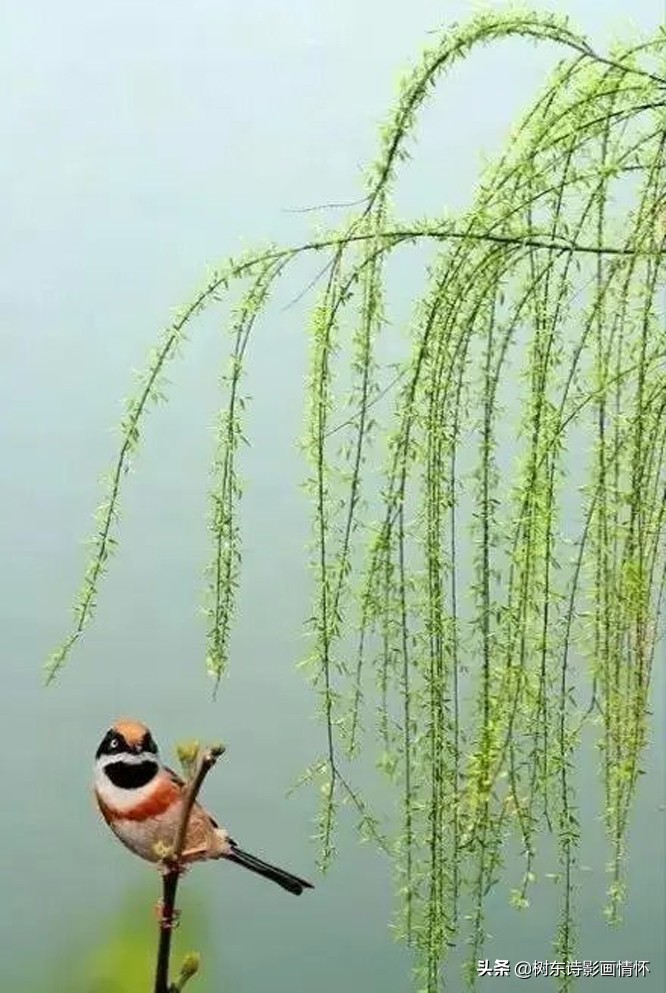 春风杨柳万千条,六亿神州尽舜尧,从咏柳中体会中华文化的魅力