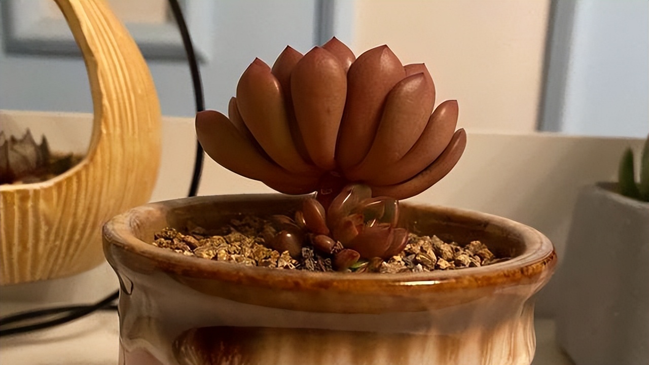 多肉红宝石夏季多长时间浇一次水,多肉红宝石徒长