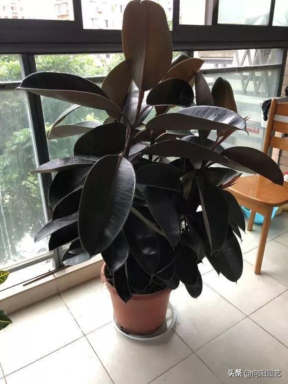 常见植物有毒不适合室内养殖,家里养不死的大型植物