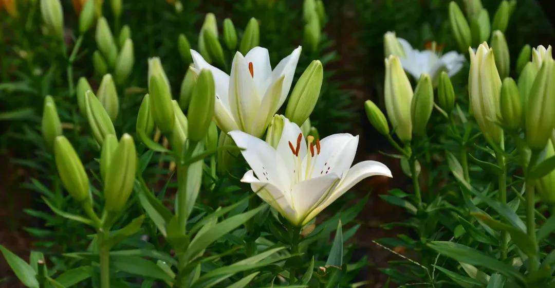 哪些花的花语代表禁忌,花也是不能乱送的