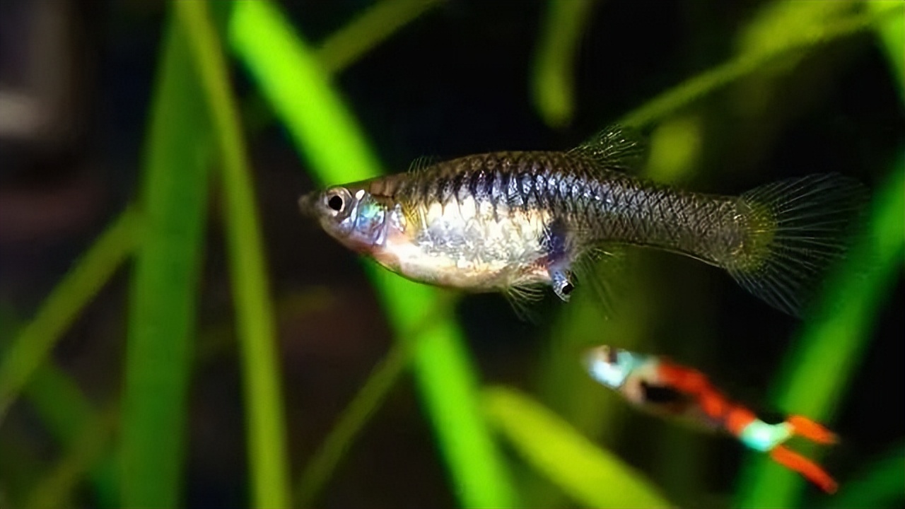 古法养鱼孔雀鱼繁殖,孔雀鱼怎么饲养才好养活