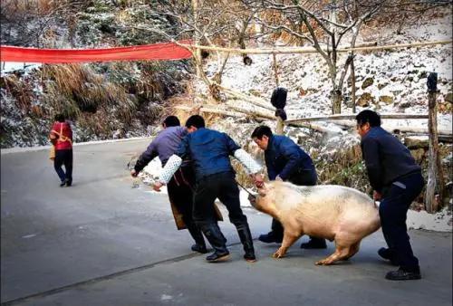 杀年猪的经典文章,杀年猪散文诗