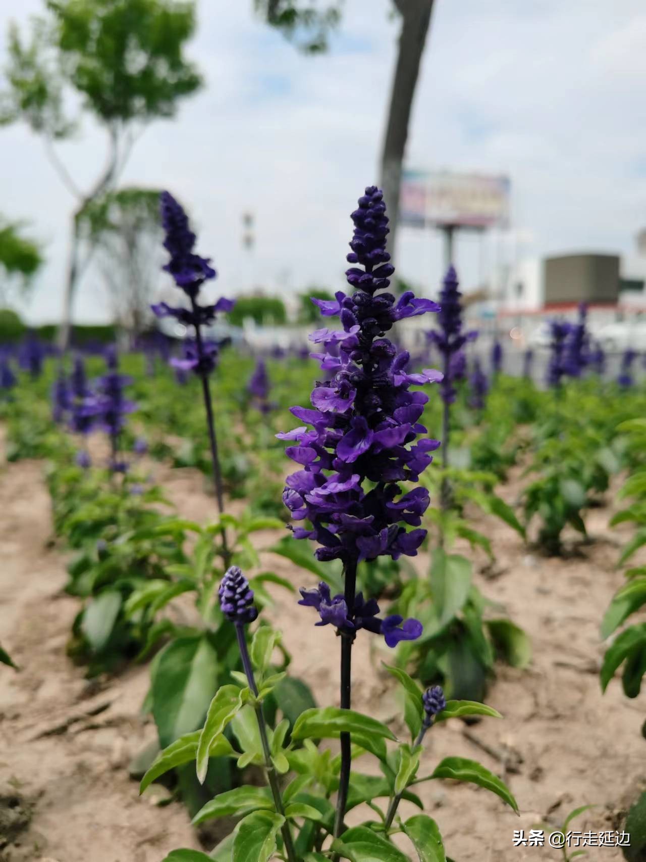延边州70周年州庆直播观后感,延边州州庆70周年宣传视频