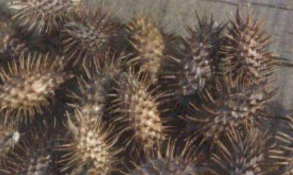 末代太监孙耀庭传全文,末代太监孙耀庭真实影像