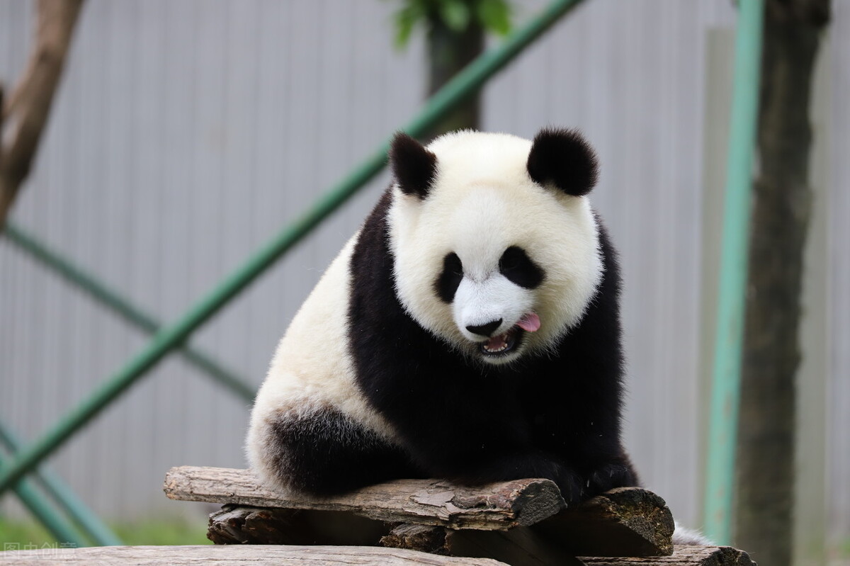 熊猫抵达卡塔尔,熊猫抵达卡塔尔受当地民众欢迎