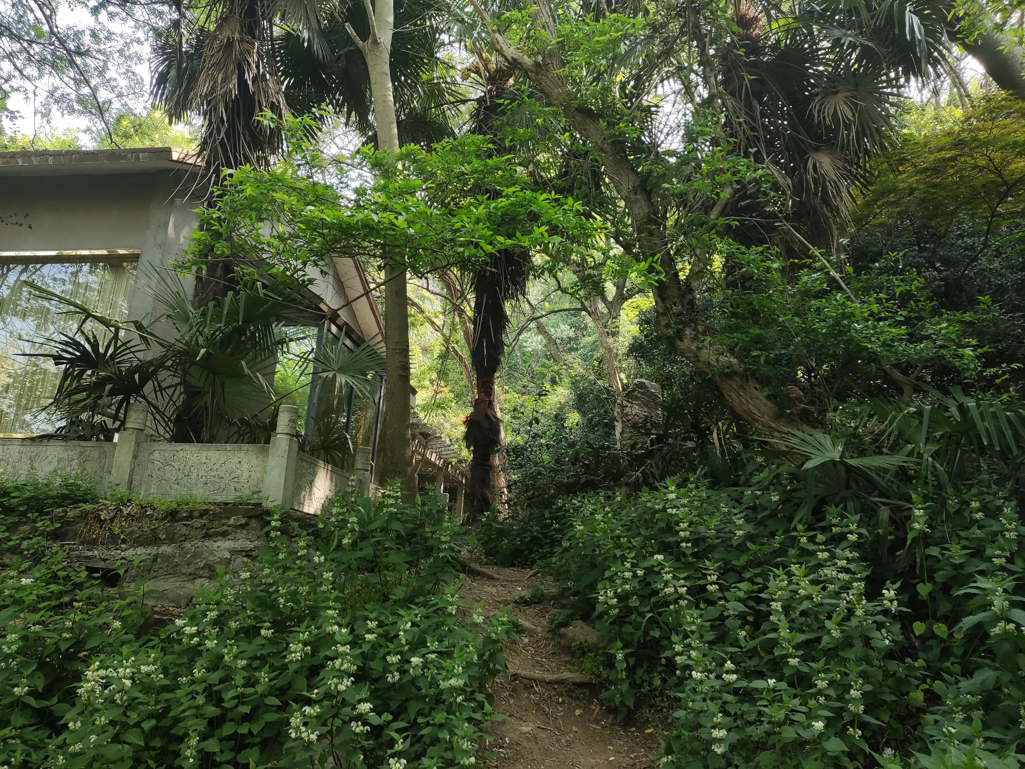 紫金山上的树有多久历史了,山上最难得的古树