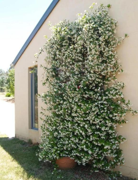 爬墙的绿植花卉有哪些,可以一年四季可以养的爬墙绿植