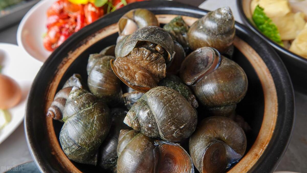 江苏捕田螺被抓视频,捕获田螺被抓