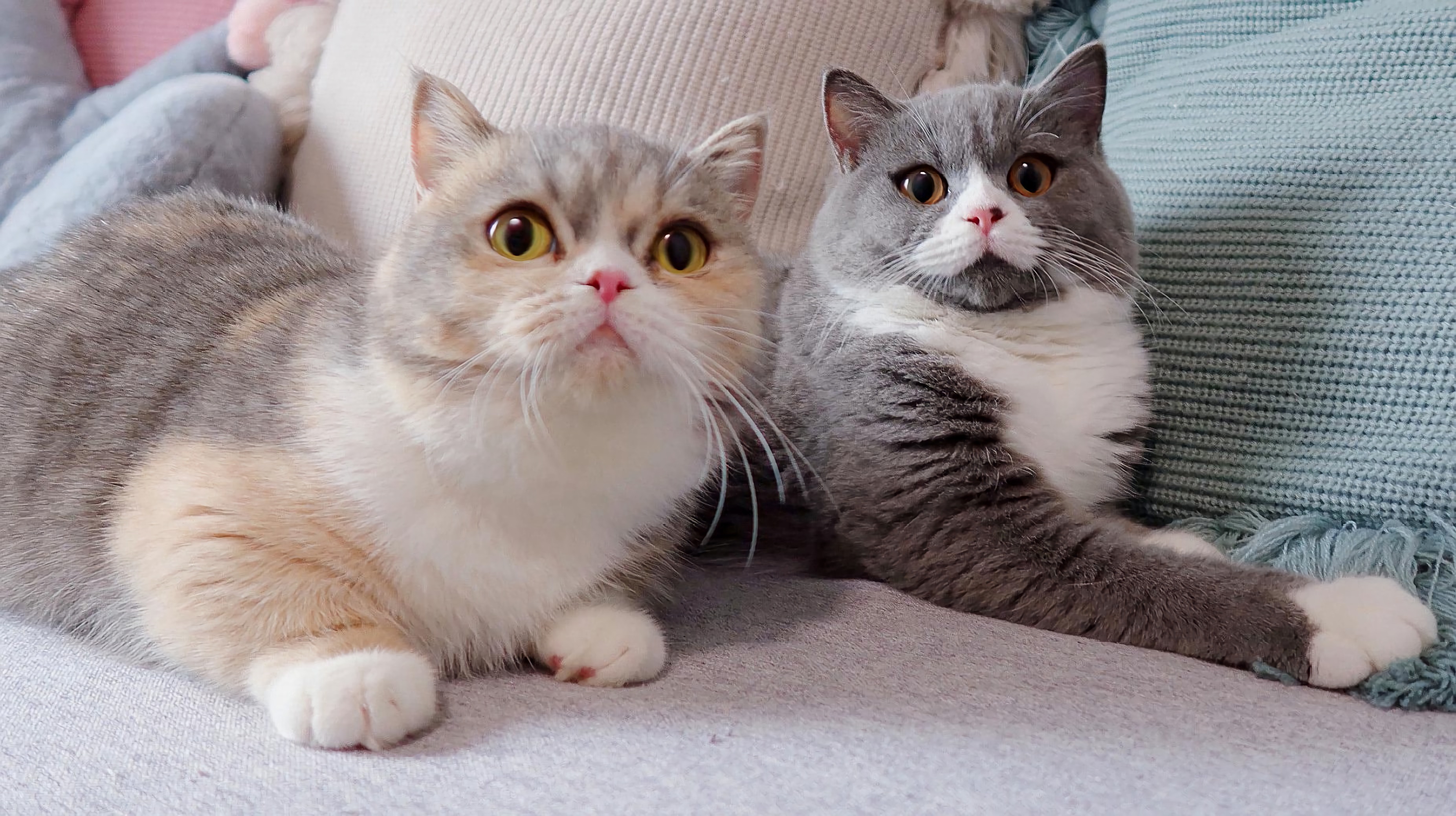 养土猫和宠物猫的区别,土猫可以当宠物猫养吗