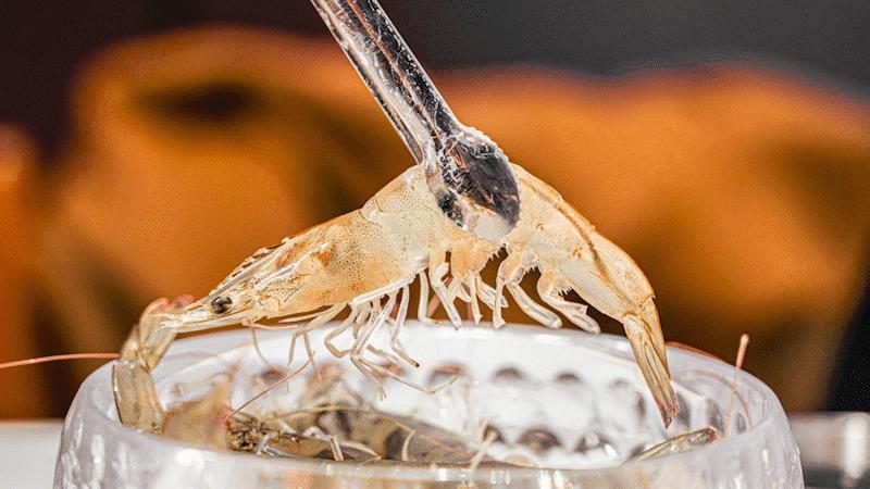 tvb最好的打边炉,tvb明星喜欢内地明星