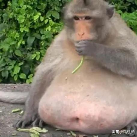 你见过猫咪吞口水吗,猫咪有肚脐眼吗