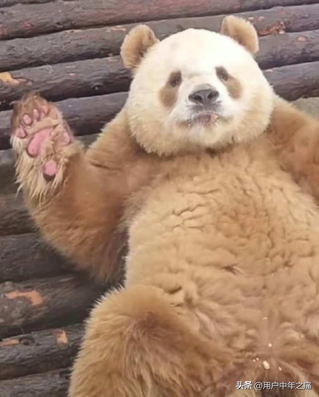 七仔是秦岭熊猫还是四川熊猫,七仔在熊猫界的地位