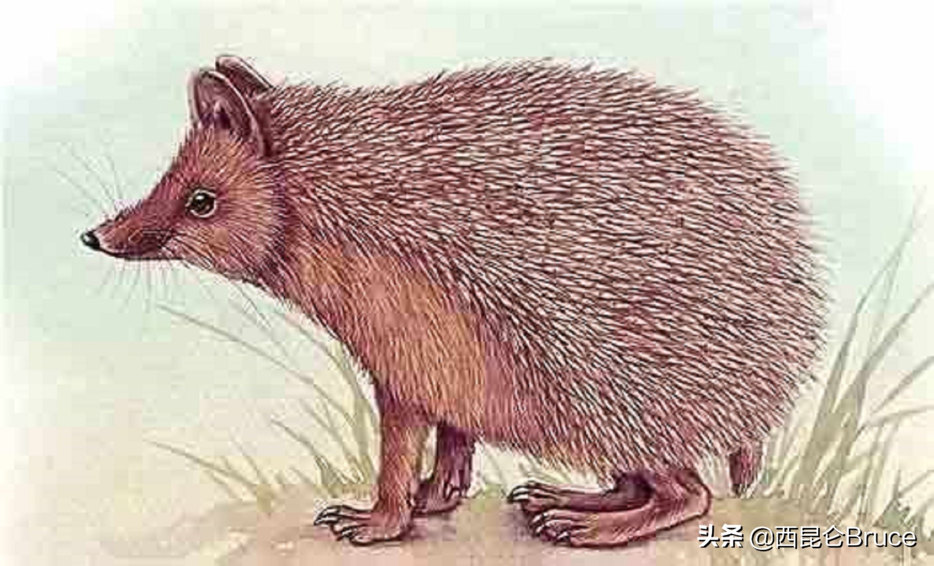 黄山首次发现侯刺猬,黄山风景区发现侯氏猬