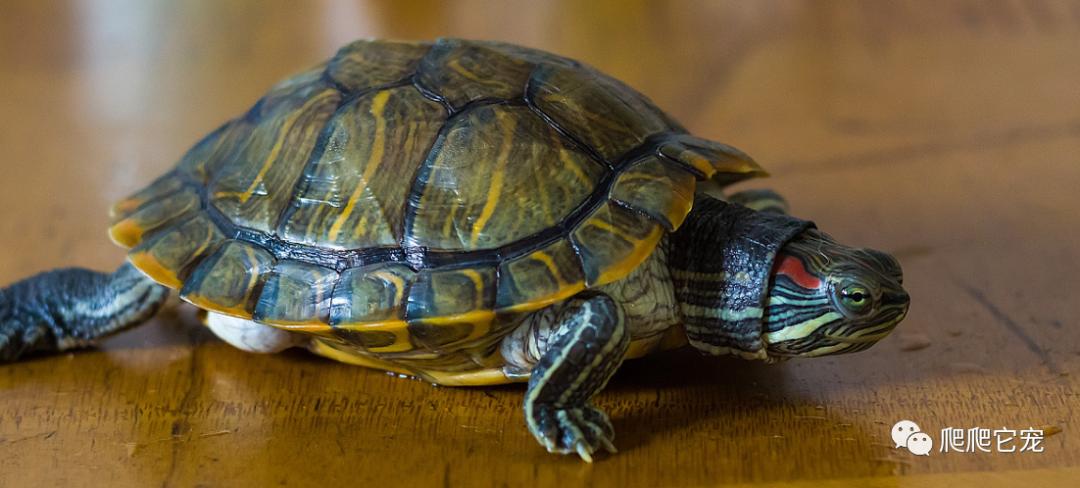 假如被乌龟咬住手指该怎么办视频,被乌龟咬住不松嘴怎么办