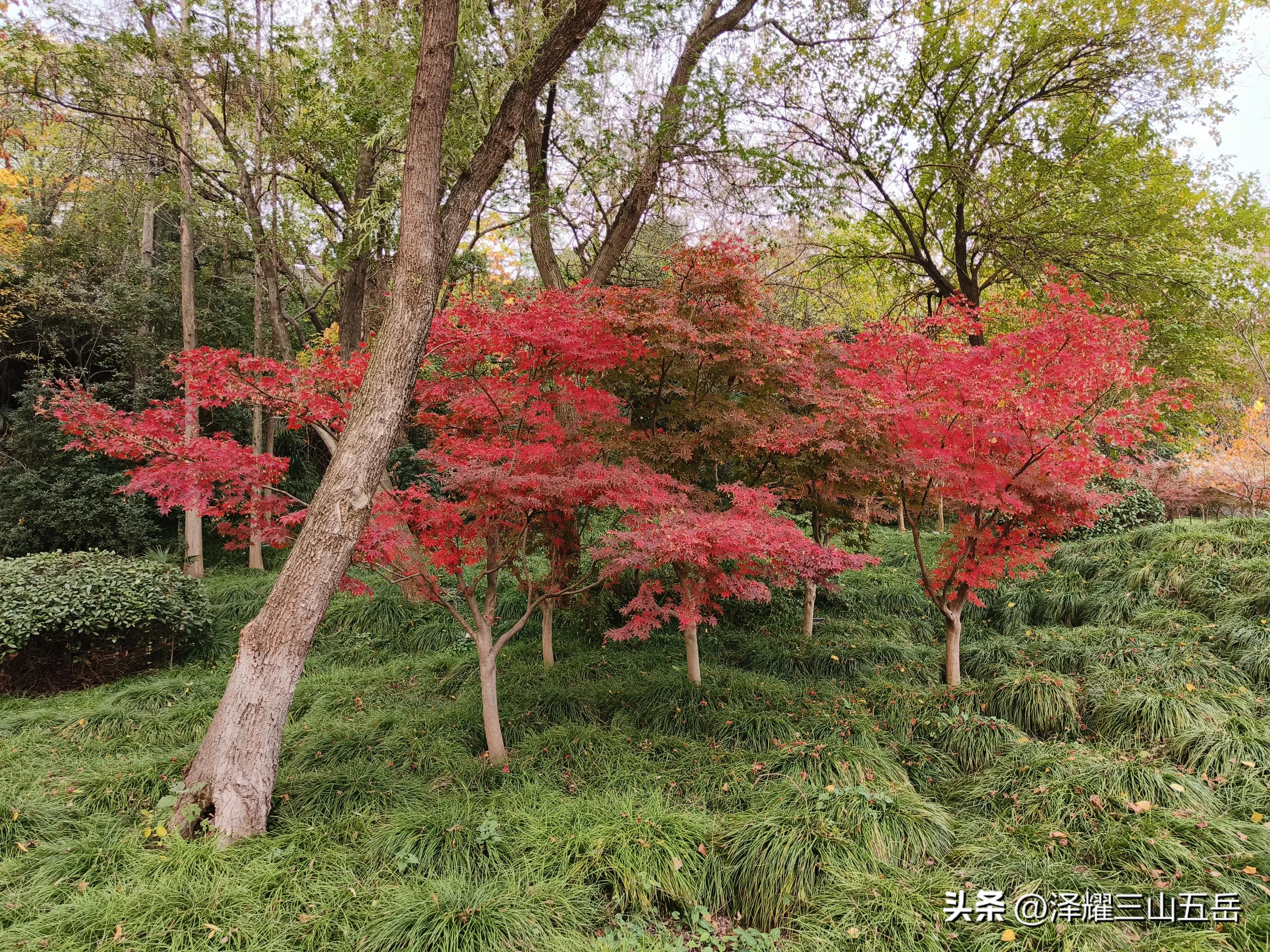 扬州因为“小马拉大车”被分割，那么现在为什么不多产几匹马？