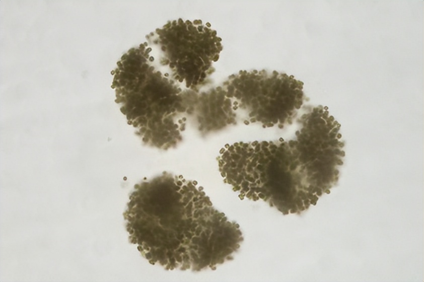 浮游植物增加会水质富营养化吗,浮游植物对水体起哪些作用