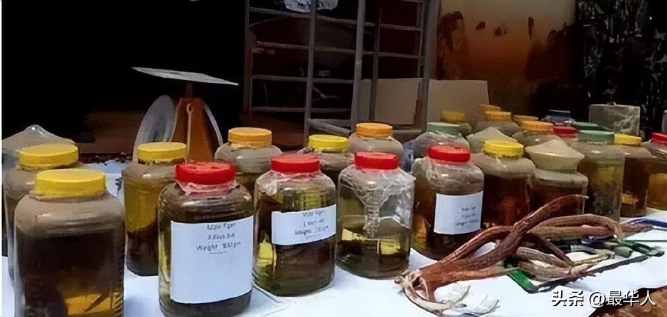 泰国寺庙老虎真实事件,泰国老虎庙事件