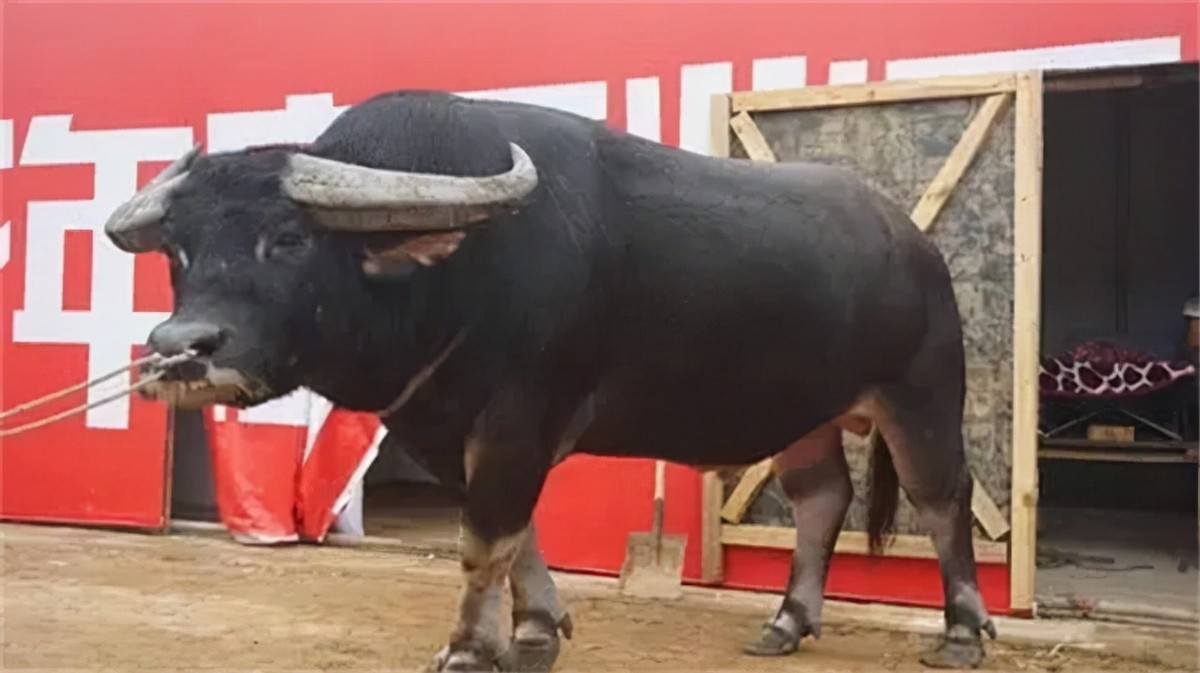 贵州牛王出战三江,牛王昆山所有视频