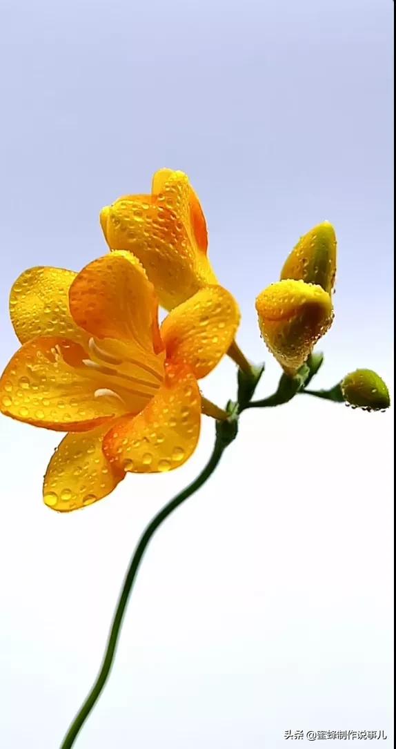 鸟语花香百花争艳让人陶醉,宁静祥和鸟语花香