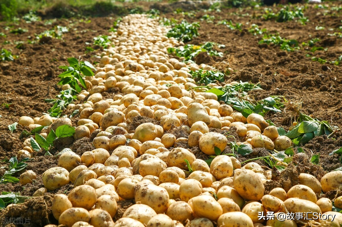 安徽夫妇在俄罗斯远东种菜,销售大白菜的时候被韩国人摆了一道