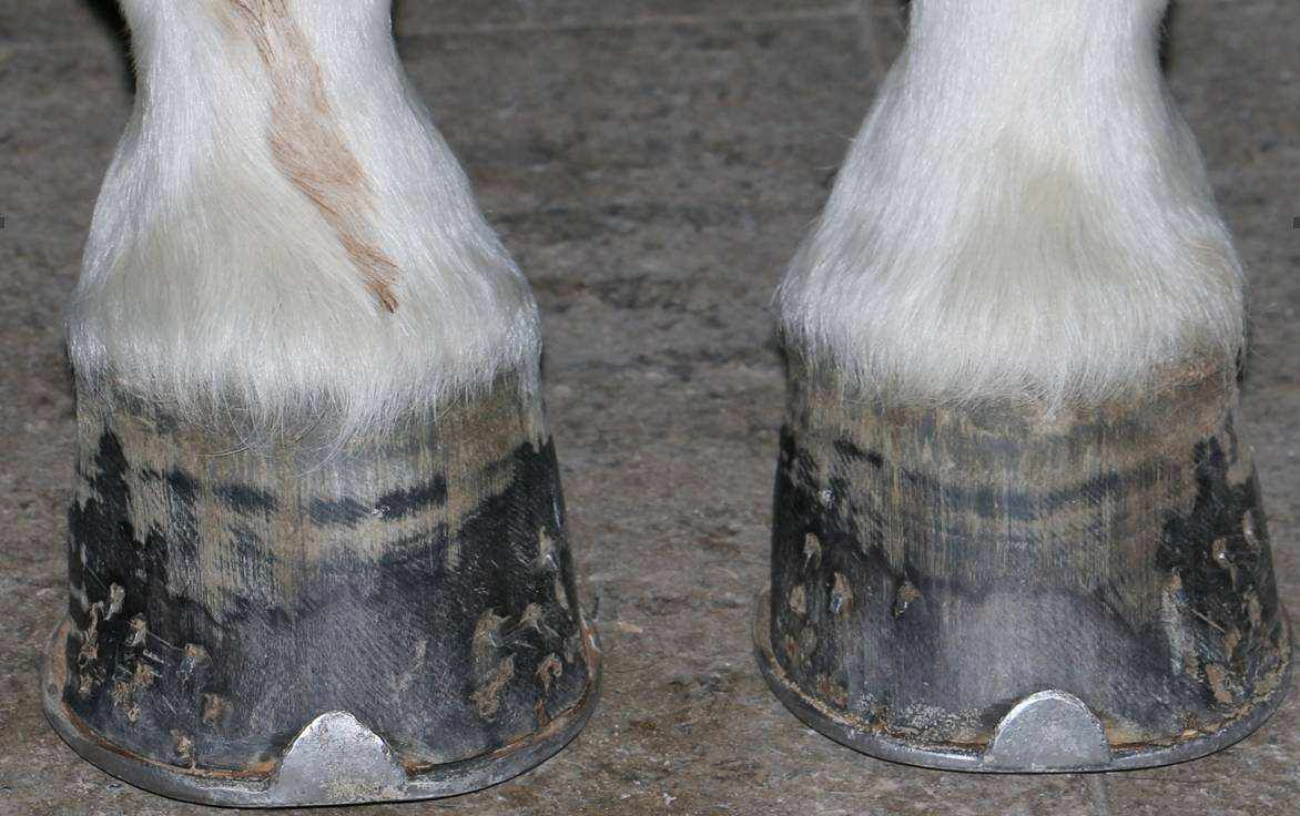 马必须要装马蹄铁吗,马为什么要佩戴马蹄铁
