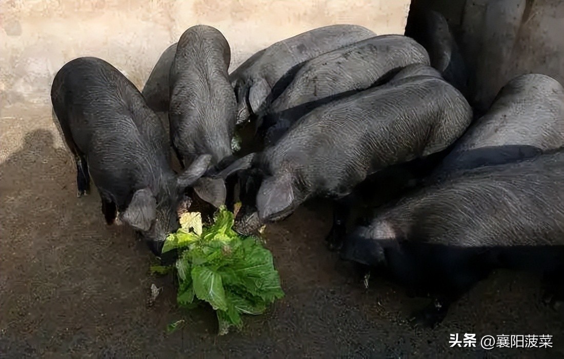 黑猪肉襄阳,襄阳土猪肉黑猪肉
