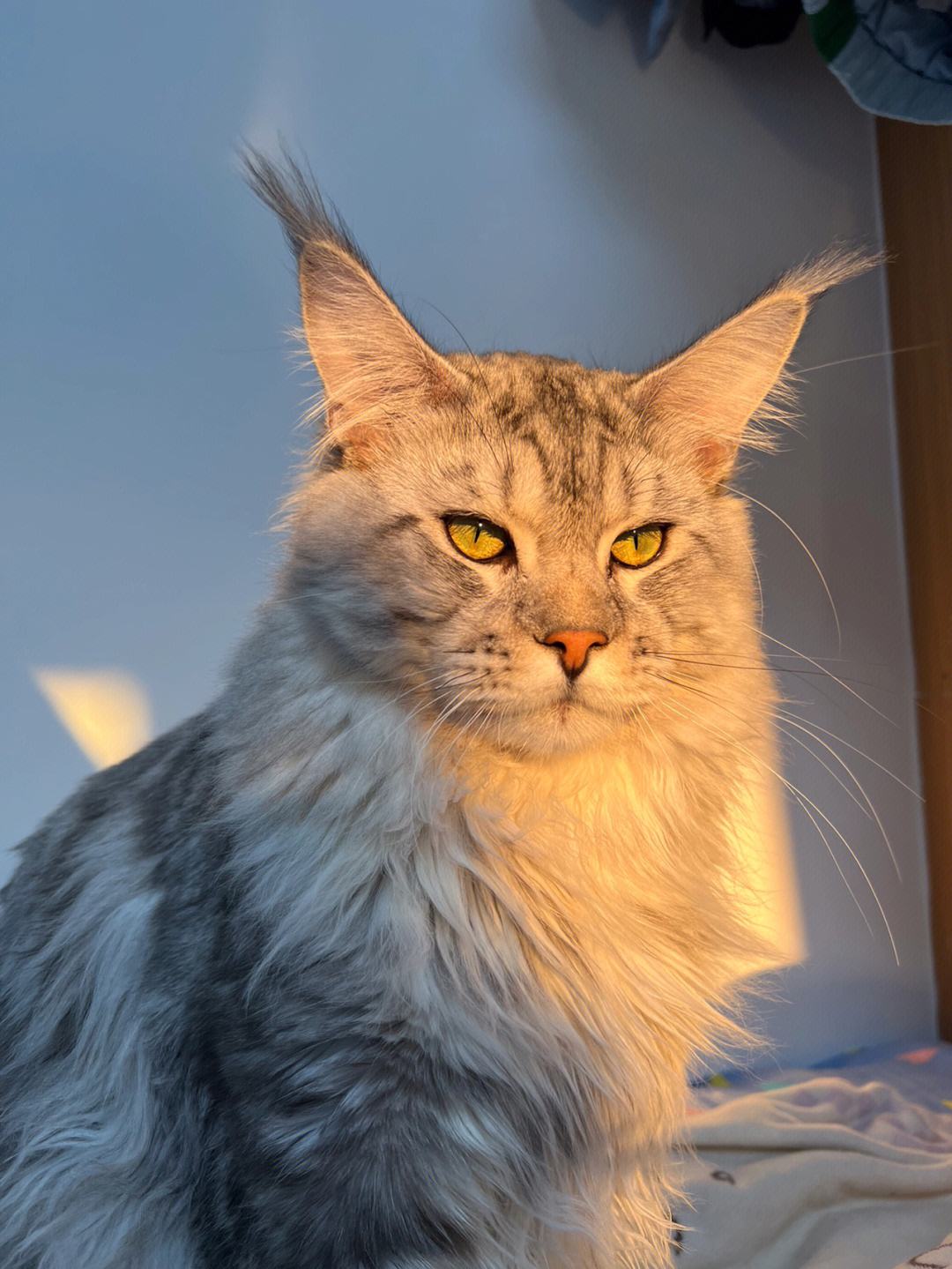 猫界巨人,缅因猫怎么选出能长很大的猫