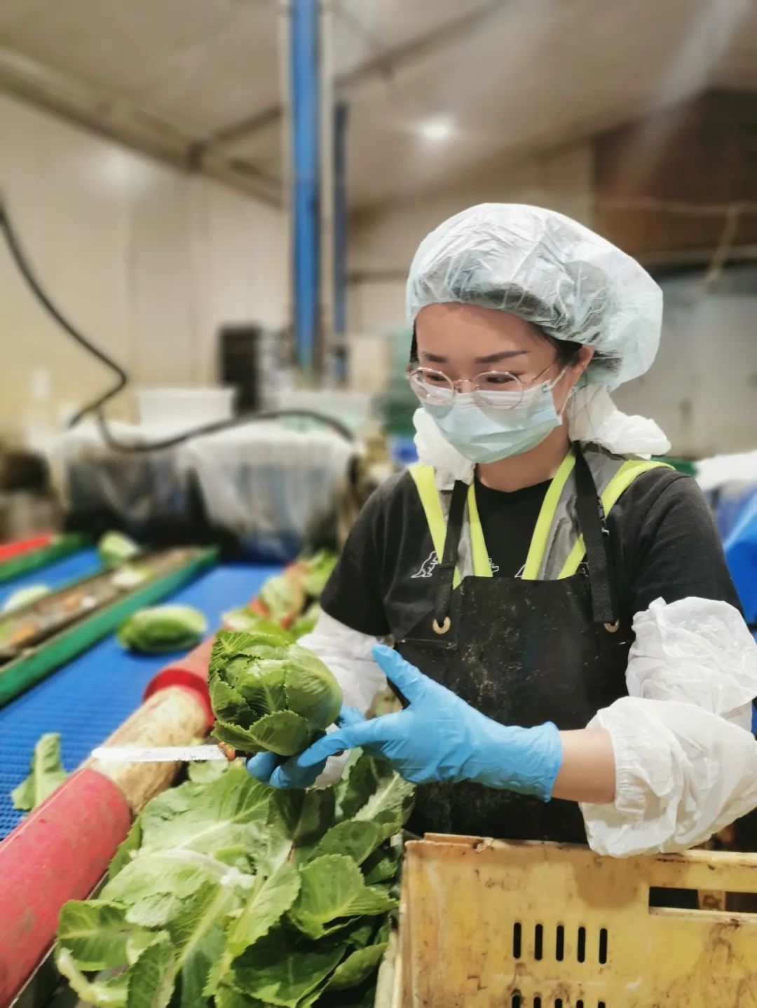 95后特特在新西兰：进厂切白菜，月入2万，感染新冠领千元补贴