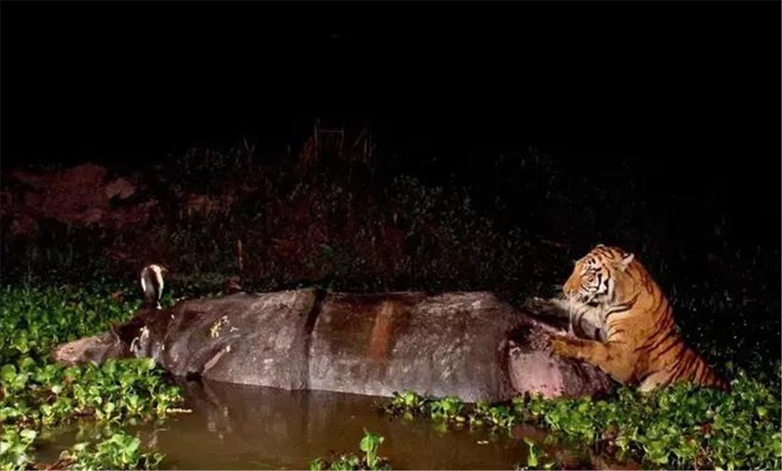 现存体型最大的犀牛白犀牛,独角犀牛最大多重