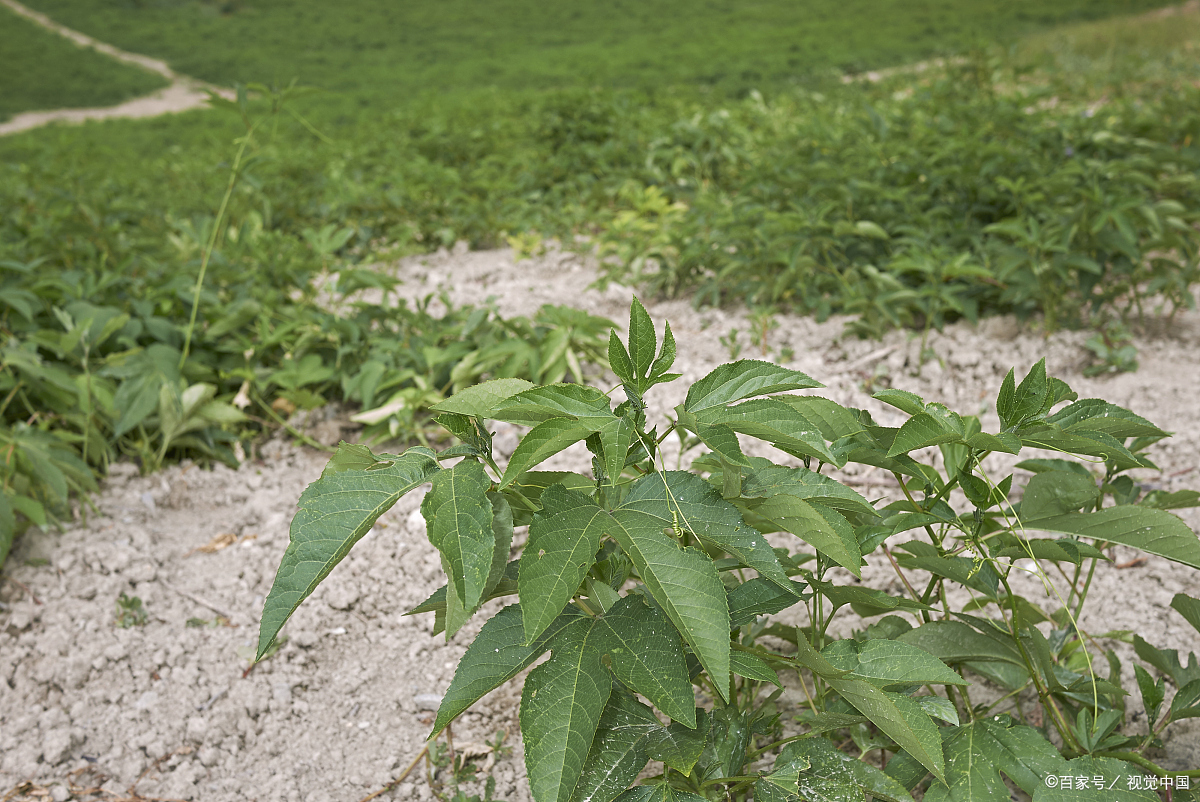 前列腺炎下焦寒湿,下焦湿热前列腺炎调理思路