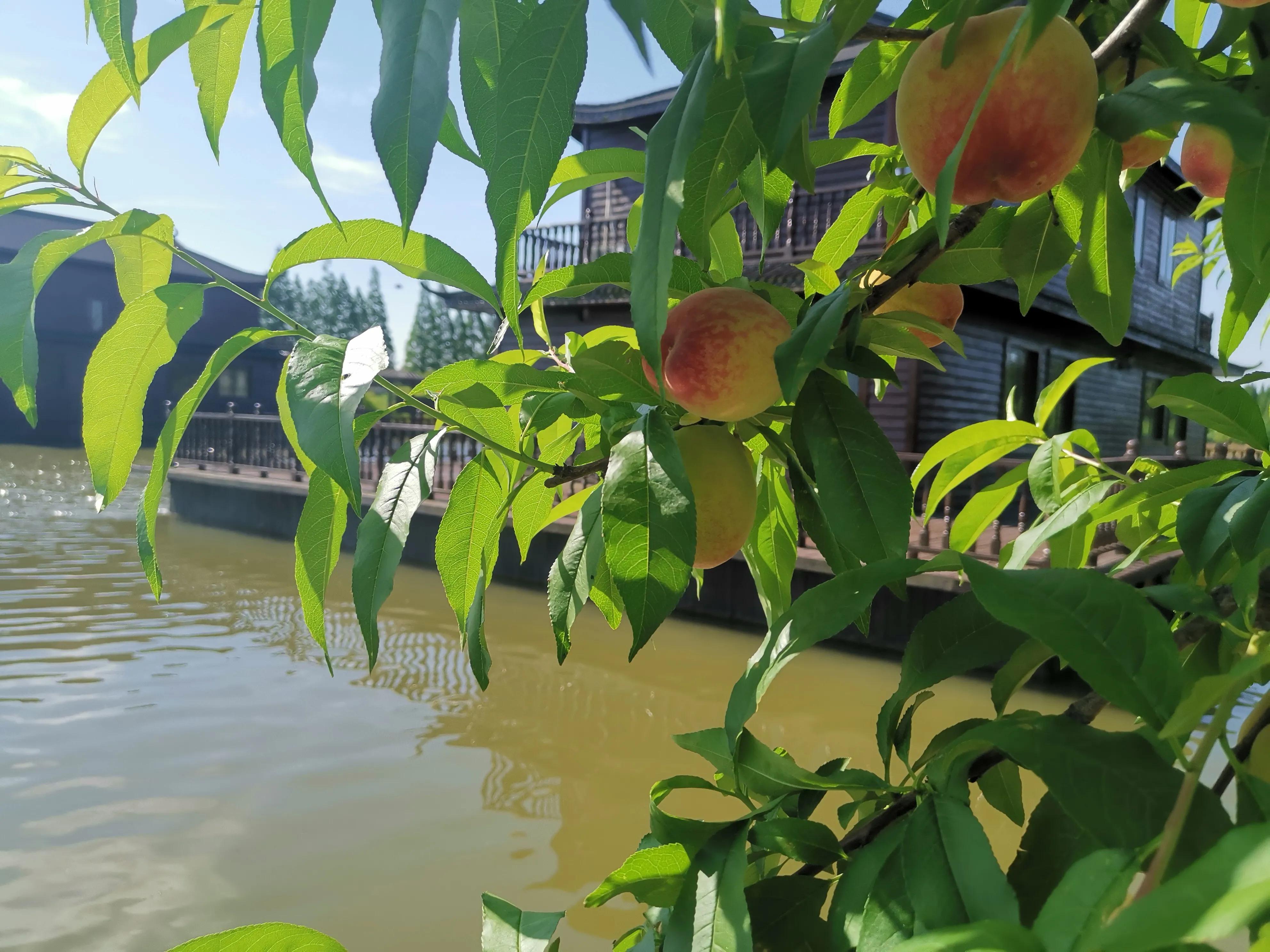 琼瑶飘逝的梦小说,琼瑶和琼瑶谁漂亮