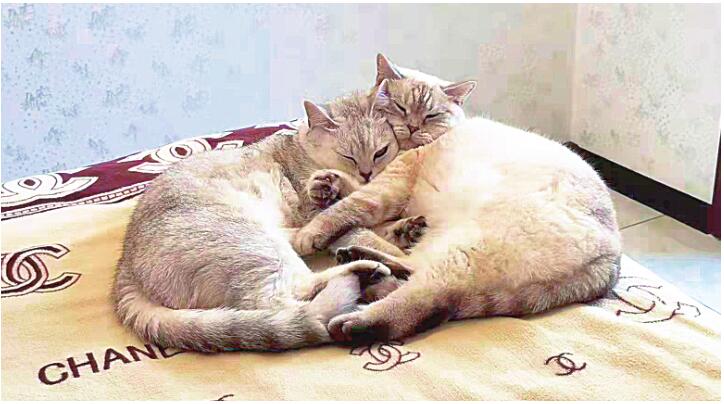 “喵生巅峰”!“一家人”就要整整齐齐的