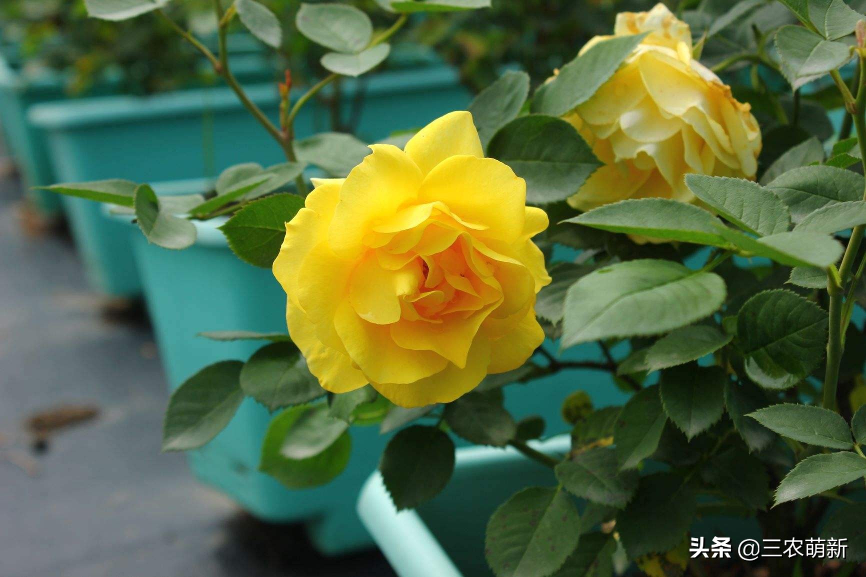 20种月季花图片大全,介绍月季花方法