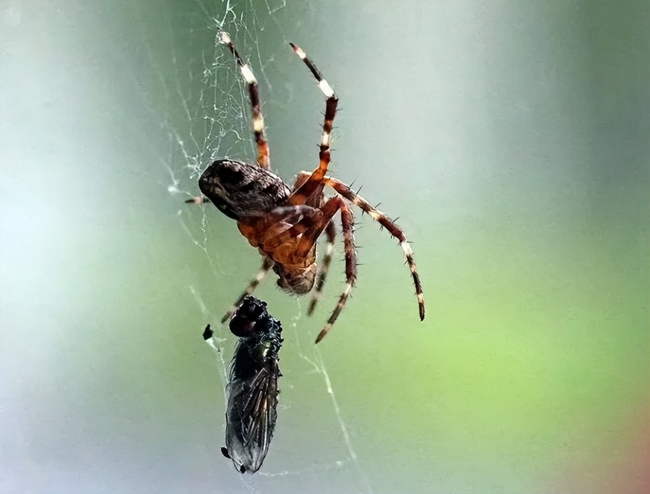 涓栫晫鍗佸ぇ瓒呮ā韬潗鍥剧墖鍥炬枃,涓栫晫鍗佸ぇ瓒呮ā鎯婅壋鍐欑湡