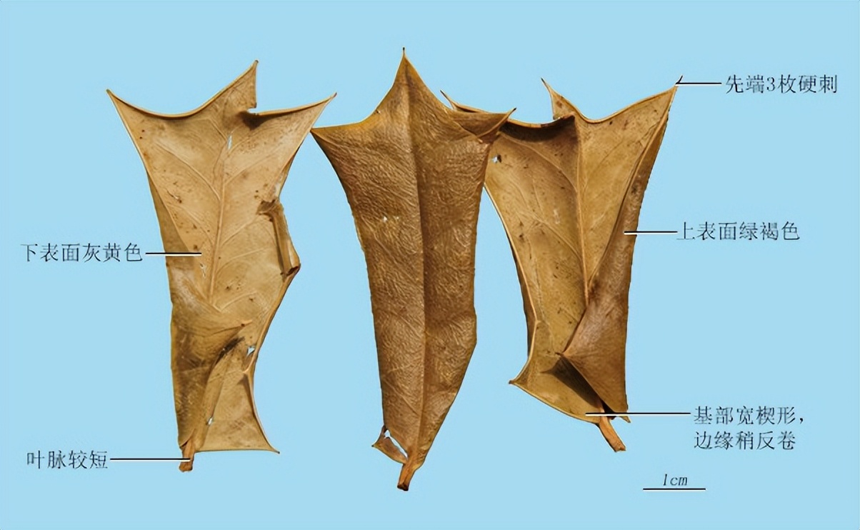 高级枸骨叶,带你识别仙鹤草