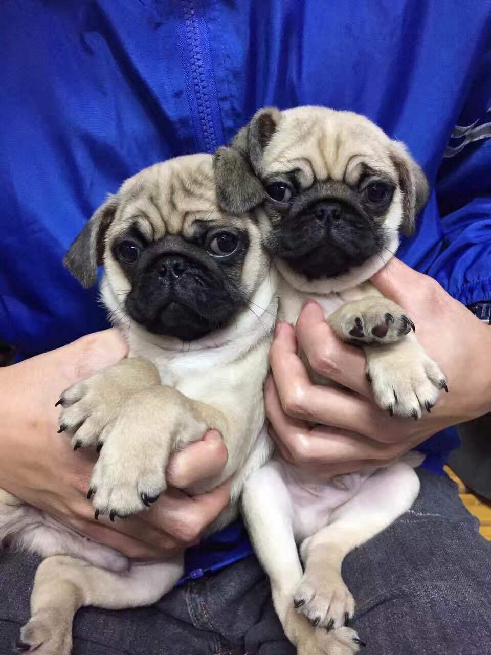 巴哥犬生病又吐又拉总甩头,巴哥犬吐泡沫是怎么回事